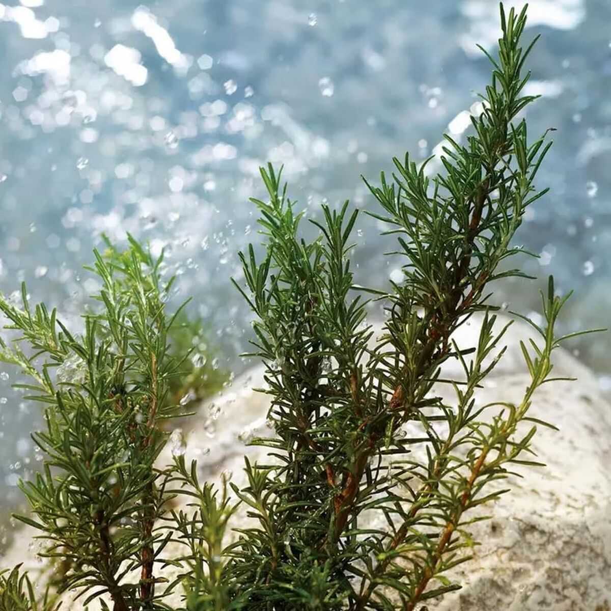 V3H8ED788FBD55730FA3FB52305E9C76199R7528035P1